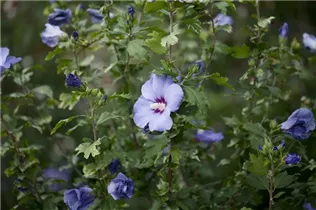 Hibiscus syriacus 'Oiseau Bleu' - Garteneibisch 'Oiseau Bleu'