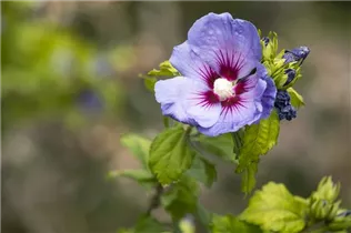 Hibiscus syriacus 'Oiseau Bleu' - Garteneibisch 'Oiseau Bleu'