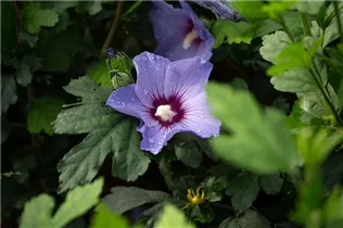 Hibiscus syriacus 'Oiseau Bleu' - Garteneibisch 'Oiseau Bleu'