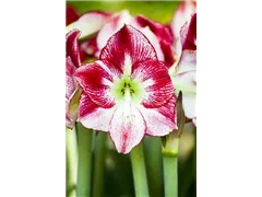 Hippeastrum - Ritterstern Hippeastrum - Ritterstern