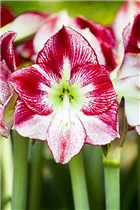 Hippeastrum - Ritterstern Hippeastrum - Ritterstern