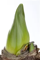 Hippeastrum - Ritterstern Hippeastrum - Ritterstern