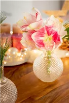 Hippeastrum - Ritterstern Hippeastrum - Ritterstern