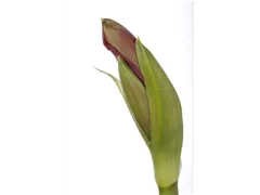 Hippeastrum 'Kolibri' - Ritterstern Hippeastrum 'Kolibri' - Ritterstern