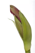 Hippeastrum 'Kolibri' - Ritterstern Hippeastrum 'Kolibri' - Ritterstern