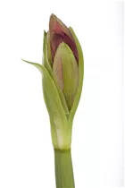 Hippeastrum 'Kolibri' - Ritterstern Hippeastrum 'Kolibri' - Ritterstern