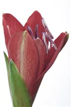 Hippeastrum 'Kolibri' - Ritterstern Hippeastrum 'Kolibri' - Ritterstern