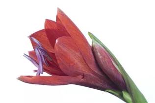 Hippeastrum 'Kolibri' - Ritterstern Hippeastrum 'Kolibri' - Ritterstern