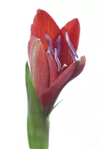 Hippeastrum 'Kolibri' - Ritterstern Hippeastrum 'Kolibri' - Ritterstern