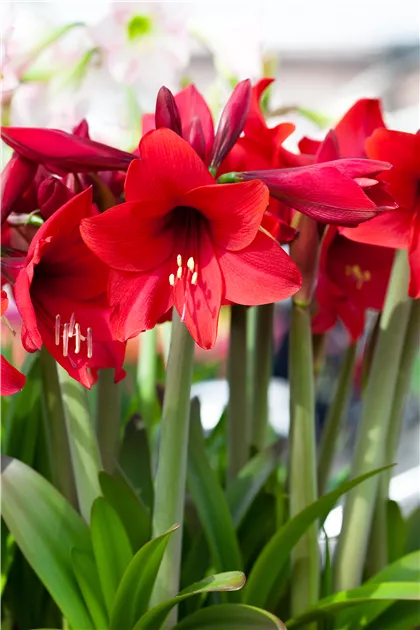 Hippeastrum 'Sonatini'