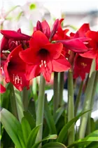Hippeastrum 'Sonatini' - Hippeastrum 'Sonatini' Hippeastrum 'Sonatini' - Hippeastrum 'Sonatini'