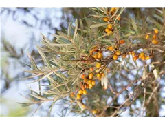Hippophae rhamnoides - Sanddorn Hippophae rhamnoides - Sanddorn