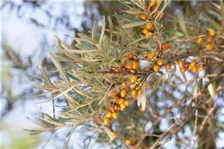 Hippophae rhamnoides 'Leikora' - Sanddorn, weiblich 'Leikora' Hippophae rhamnoides 'Leikora' - Sanddorn, weiblich 'Leikora'