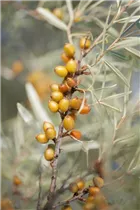 Hippophae rhamnoides 'Leikora' - Sanddorn, weiblich 'Leikora' Hippophae rhamnoides 'Leikora' - Sanddorn, weiblich 'Leikora'