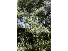 Hippophae rhamnoides 'Hikul' - Sanddorn 'Hikul' (männlich) Hippophae rhamnoides 'Hikul' - Sanddorn 'Hikul' (männlich)