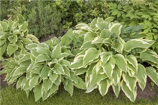 Hosta sieboldii - Kleine Siebolds Funkie