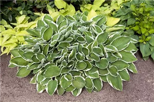 Hosta sieboldii - Kleine Siebolds Funkie
