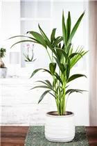 Howea forsteriana - Kentiapalme Howea forsteriana - Kentiapalme