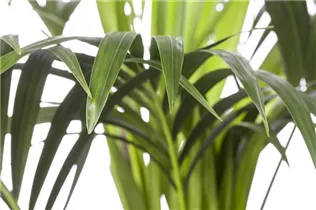 Howea forsteriana - Kentiapalme Howea forsteriana - Kentiapalme