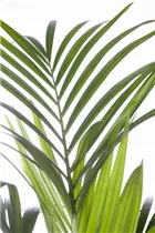 Howea forsteriana - Kentiapalme Howea forsteriana - Kentiapalme