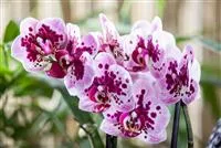 - Die Orchideen-Klassiker  - Die Orchideen-Klassiker