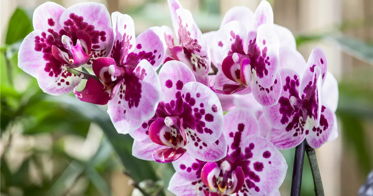  - Die Orchideen-Klassiker