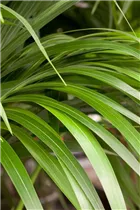 Howea forsteriana - Kentiapalme Howea forsteriana - Kentiapalme