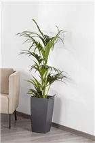 Howea forsteriana - Kentiapalme Howea forsteriana - Kentiapalme