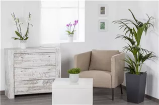 - Senecio barbertonicus 'Himalaya'  - Senecio barbertonicus 'Himalaya'