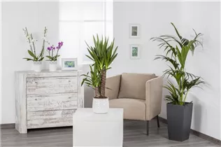 Howea forsteriana - Kentiapalme Howea forsteriana - Kentiapalme