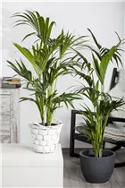 Howea forsteriana - Kentiapalme Howea forsteriana - Kentiapalme