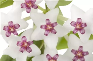 Hoya bella - Wachsblume Hoya bella - Wachsblume