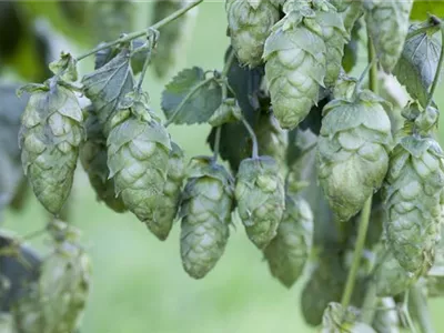 Humulus lupulus 'Nordbräu' - Aromahopfen 'Nordbräu' Humulus lupulus 'Nordbräu' - Aromahopfen 'Nordbräu'