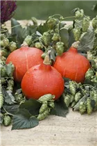 Humulus lupulus - Wilder Hopfen Humulus lupulus - Wilder Hopfen