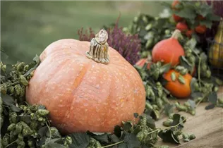 Humulus lupulus - Wilder Hopfen Humulus lupulus - Wilder Hopfen