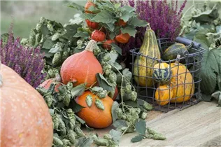 Humulus lupulus - Wilder Hopfen Humulus lupulus - Wilder Hopfen