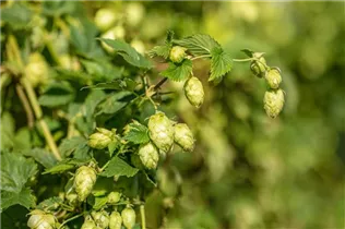 Humulus lupulus - Wilder Hopfen Humulus lupulus - Wilder Hopfen