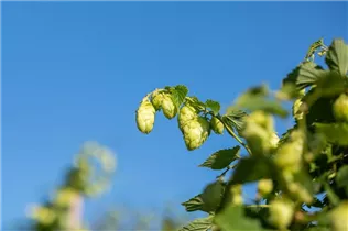 Humulus lupulus - Wilder Hopfen Humulus lupulus - Wilder Hopfen