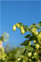 Humulus lupulus - Wilder Hopfen Humulus lupulus - Wilder Hopfen