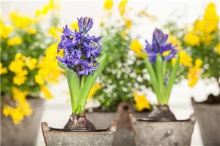 Hyacinthus orientalis - Garten-Hyazinthe Hyacinthus orientalis - Garten-Hyazinthe