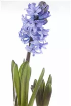 Hyacinthus orientalis - Garten-Hyazinthe Hyacinthus orientalis - Garten-Hyazinthe