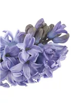 Hyacinthus orientalis - Garten-Hyazinthe Hyacinthus orientalis - Garten-Hyazinthe