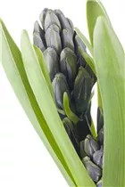 Hyacinthus orientalis - Garten-Hyazinthe Hyacinthus orientalis - Garten-Hyazinthe