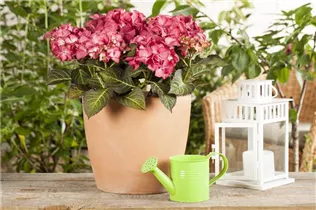 Hydrangea macrophylla 'Baroque Angel'® - Ballhortensie