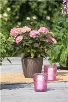 Hydrangea 'Black Diamonds'® - Gartenhortensie 'Black Diamonds'®