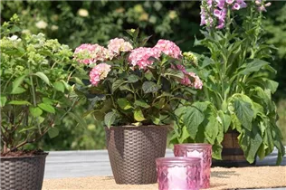 Hydrangea 'Black Diamonds'® - Gartenhortensie 'Black Diamonds'®