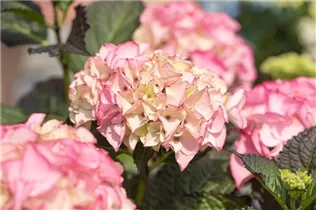 Hydrangea 'Black Diamonds'® - Gartenhortensie 'Black Diamonds'®