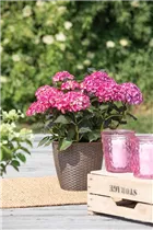 Hydrangea 'Black Diamonds'® - Gartenhortensie 'Black Diamonds'®