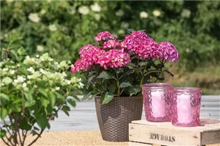 Hydrangea 'Black Diamonds'® - Gartenhortensie 'Black Diamonds'®