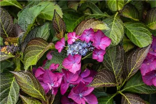 Hydrangea 'Black Diamonds'® - Gartenhortensie 'Black Diamonds'®
